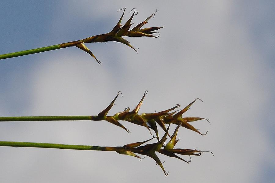 6-Carex306 gaver giugno 2012.jpg