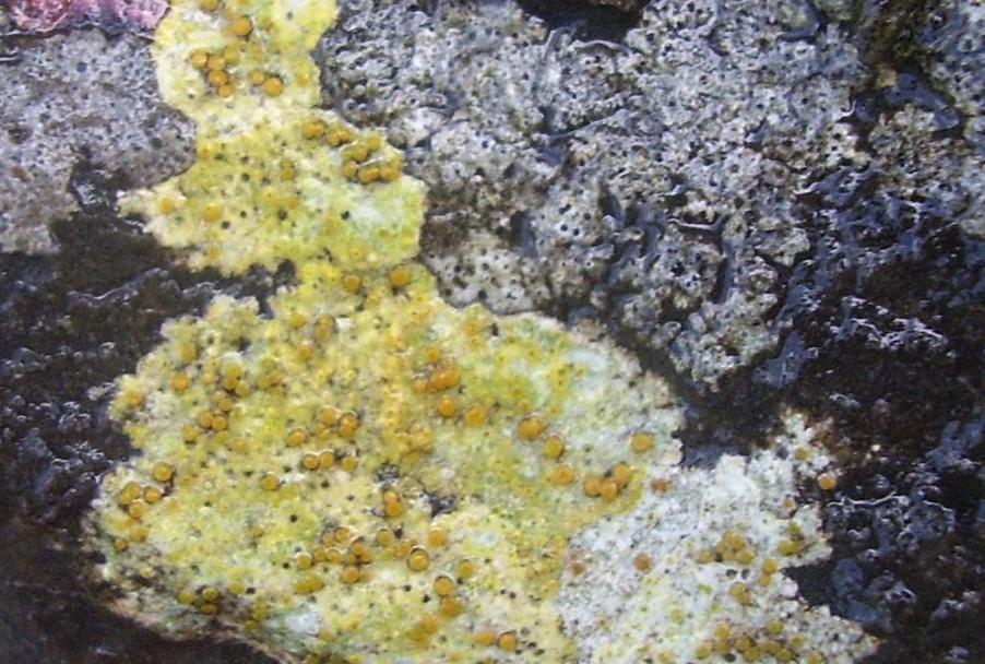 Lichene Tenno-19-07-23 070 (2).JPG