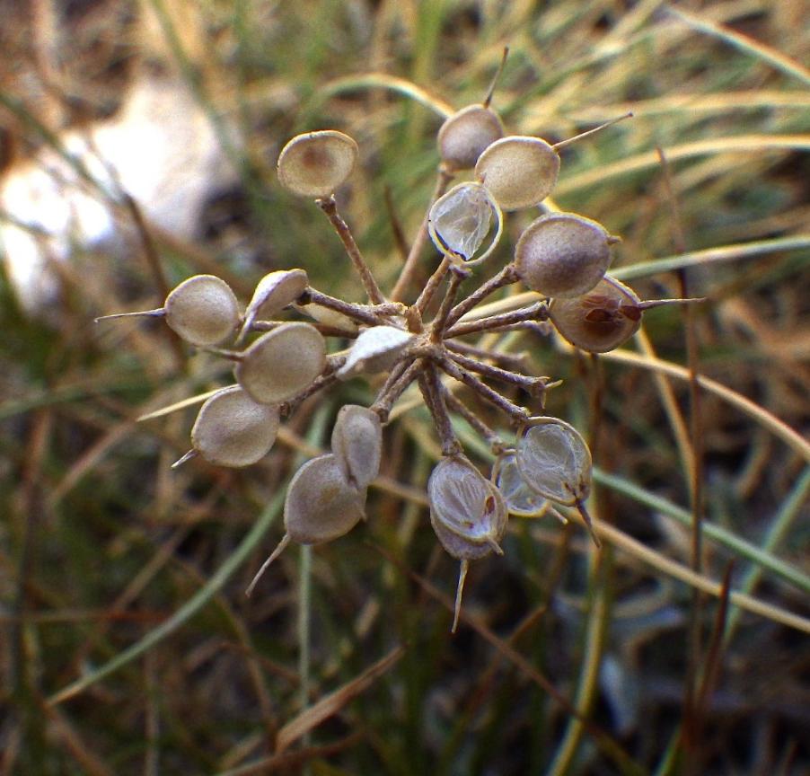 Alyssum simplex Rudolphi  semi.JPG