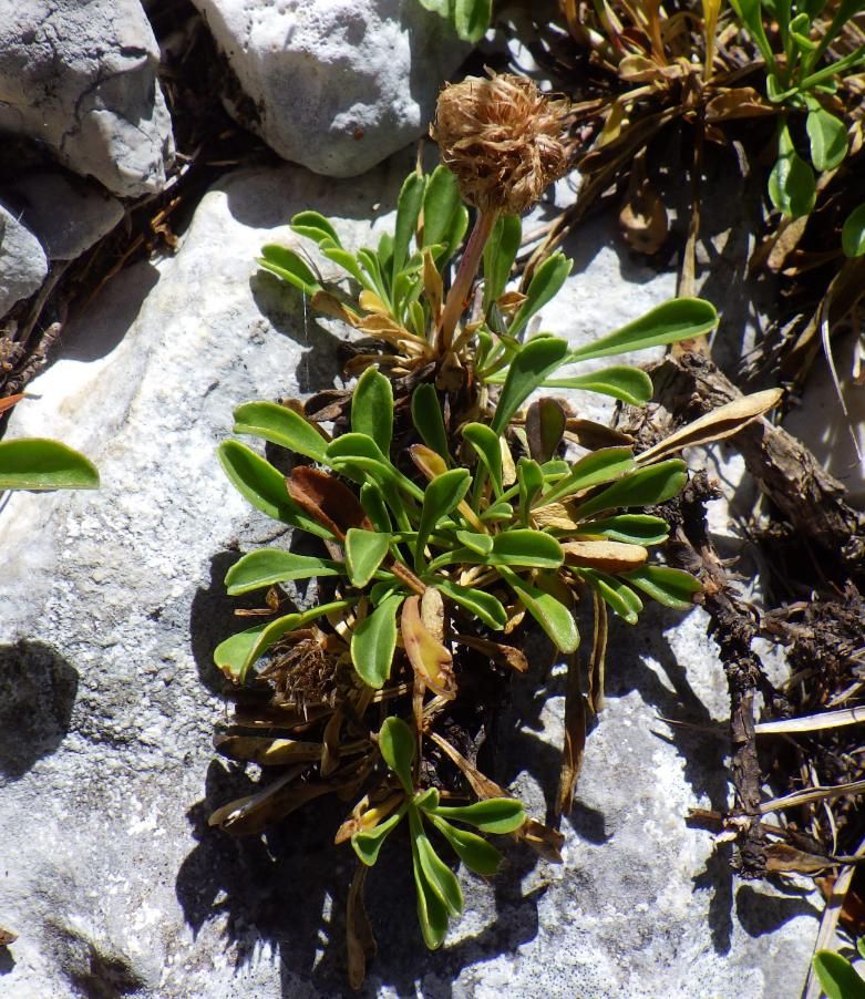Globularia cordifolia L. subsp. bellidifolia (Nyman) Wettst. .JPG