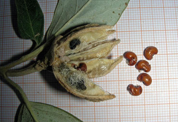 Lagunaria patersoni (capsula, peli urticanti e semi).jpg