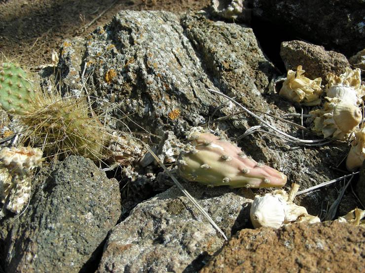 Opuntia galapageia (14).JPG