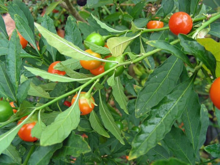 Solanum pseudocapsicum (6).JPG