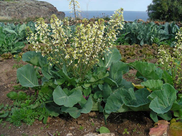 Brassica oleracea var. gongylodes (2).jpg