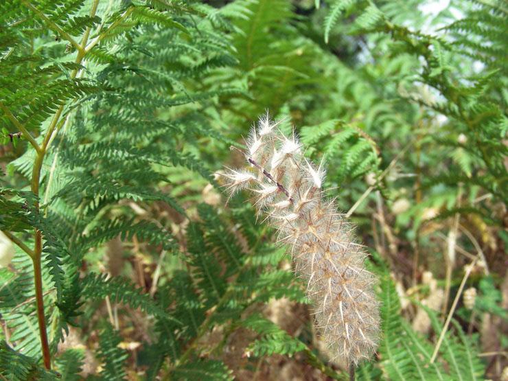 Trifolium angustifolium (9).JPG
