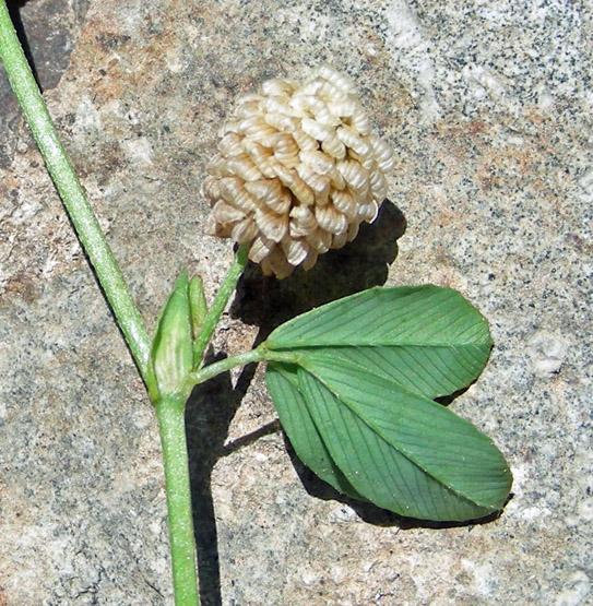 Trifolium campestre (8).jpg