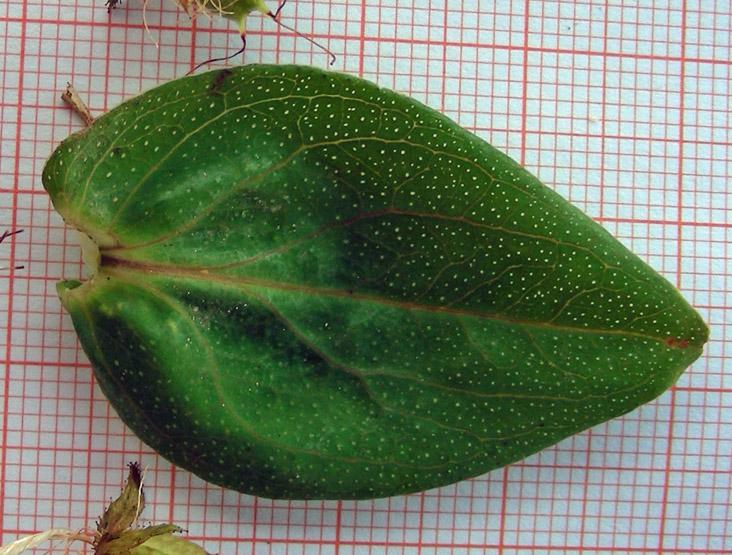 Hypericum perfoliatum (14).jpg