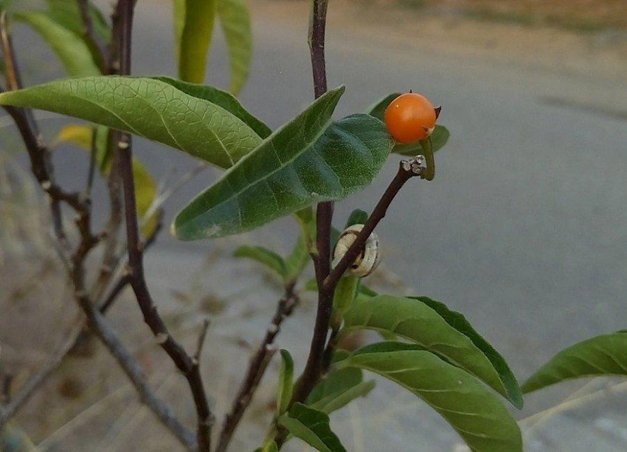 Solanum_bonariense_12.jpg