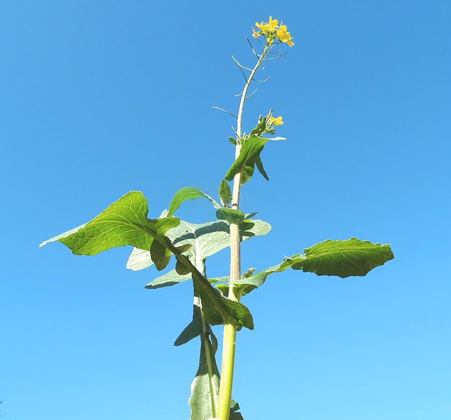 Brassica-rapa-subsp.-campestris-(L.)-A.R.-Clapham.jpg