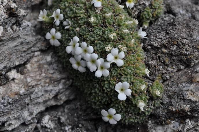 a Androsace pubescens ambiente.jpg