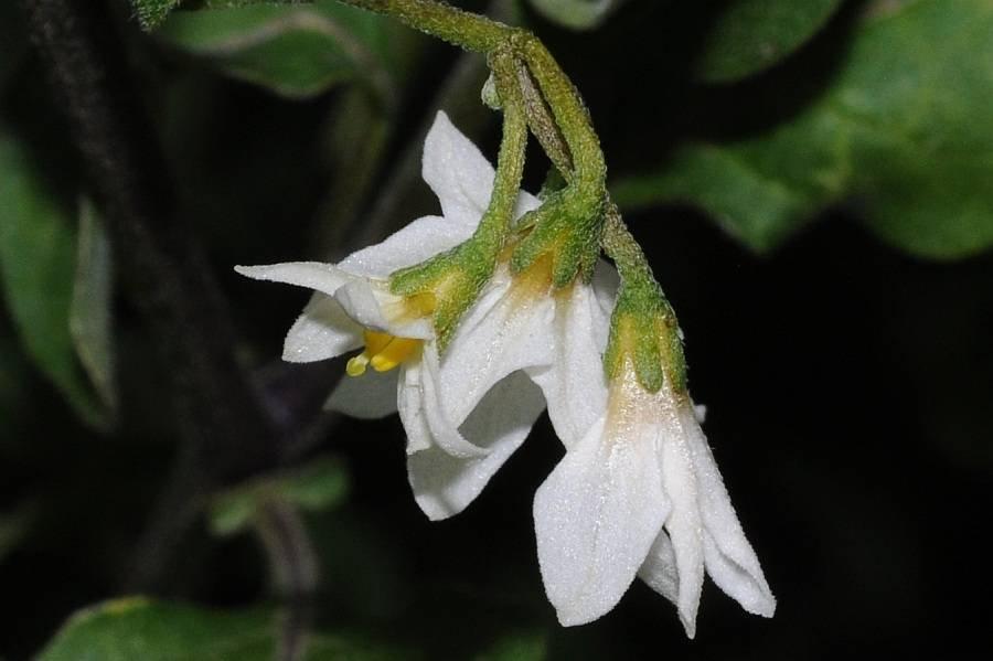Solanum_chenopodioides_4.jpg