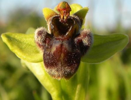 ophrysbombyliflora.jpg