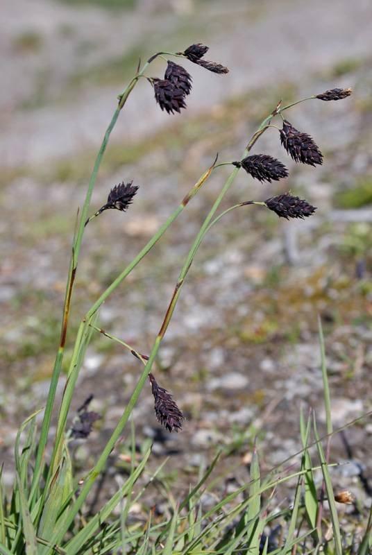 Carex atrofusca Renzo Salvo.jpg