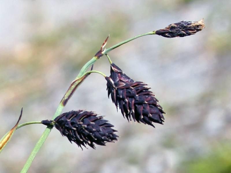 Carex atrofusca Renzo Salvo3.jpg