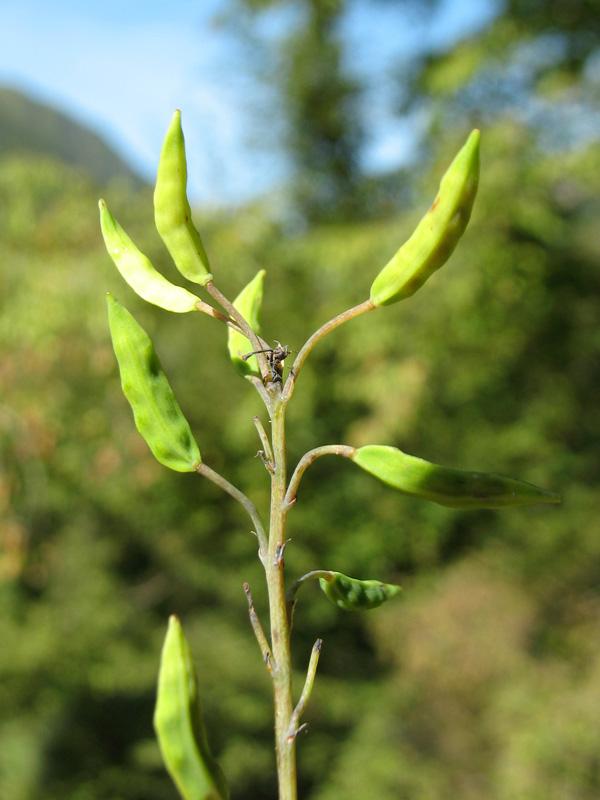 Pseudofumaria-alba-1.jpg