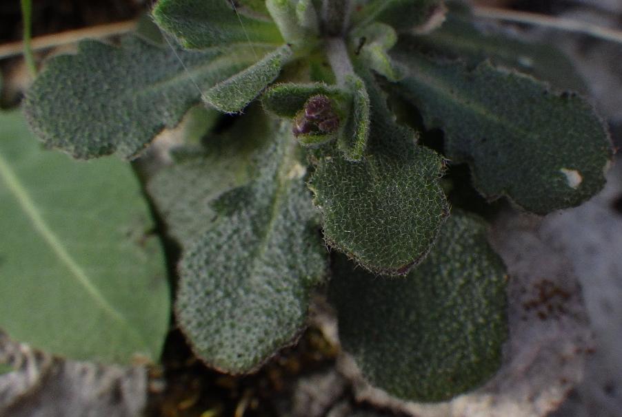 Arabidopsis thaliana (L.) Heynh.9.JPG