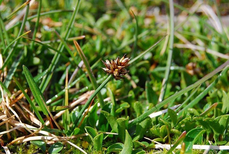 6-Carex marittima Fernando Possamai-.1jpg.jpg