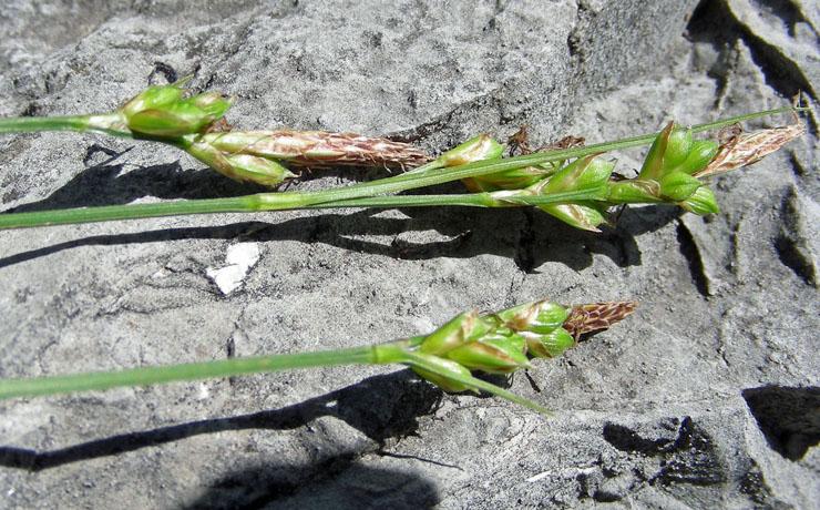 Carex liparocarpos (1).jpg