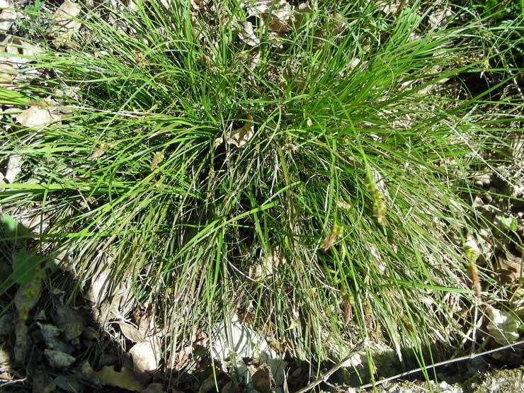 Carex liparocarpos (4).JPG