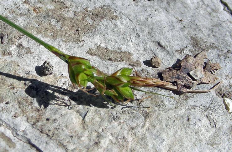 Carex liparocarpos (5).jpg