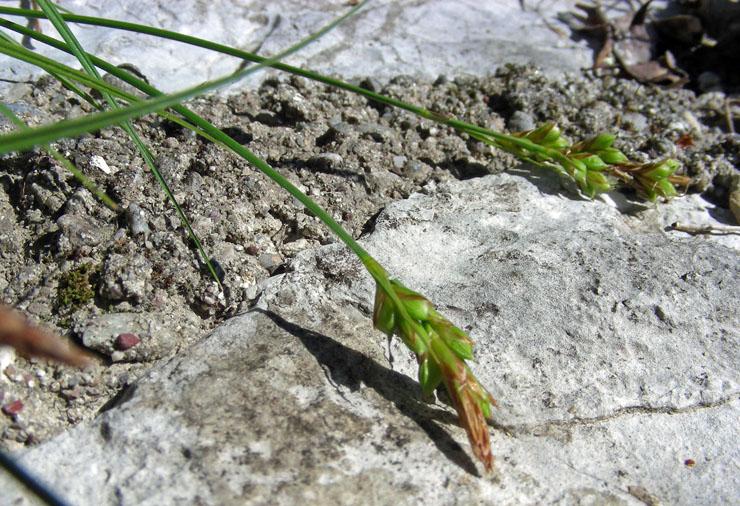 Carex liparocarpos (6).jpg