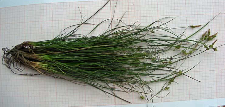 Carex liparocarpos (9).jpg