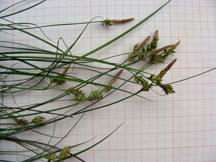 Carex liparocarpos (10).JPG