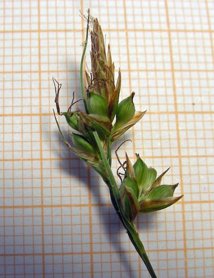 Carex liparocarpos (12).jpg