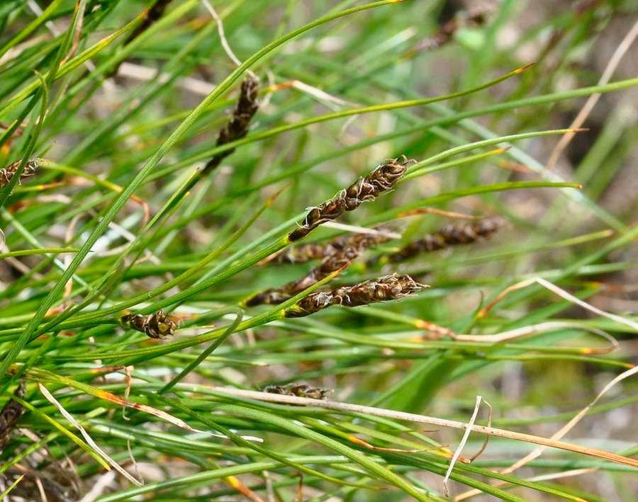 4-Carex myosuroides -Alessandro Federici1.jpg