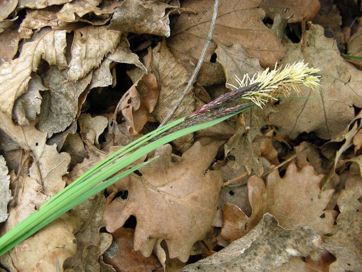 Carex sp. (4).JPG