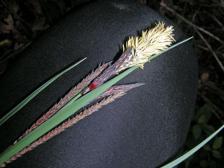 Carex sp. (6).JPG
