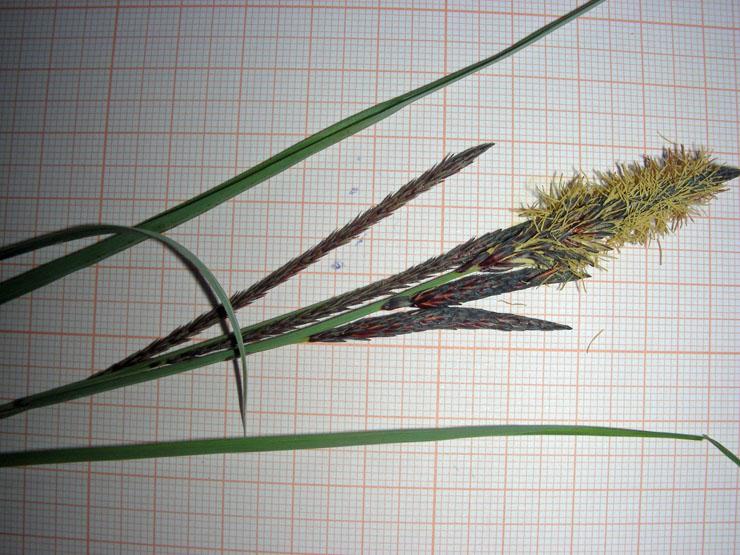 Carex sp. (10).JPG