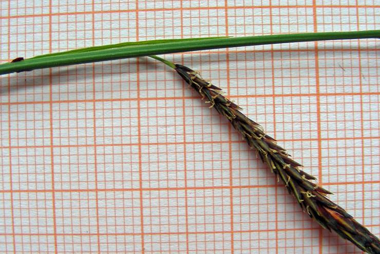 Carex sp. (11).jpg