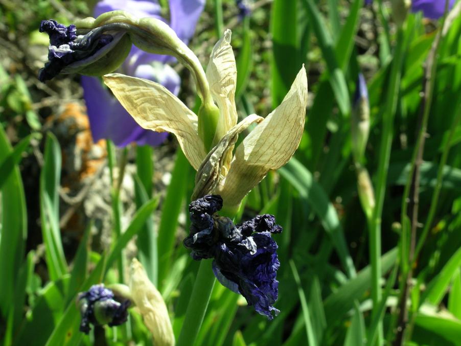 Iris pallida Lam 3.jpg