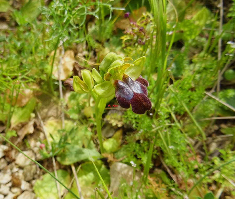 Ophrys-calocaerina-Devillers-Tersch.-&-Devillers.jpg