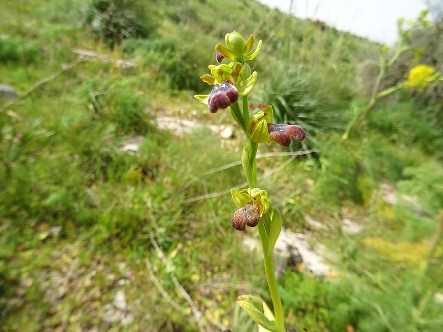 Ophrys-calocaerina-Devillers-Tersch.-&-Devillers.jpg