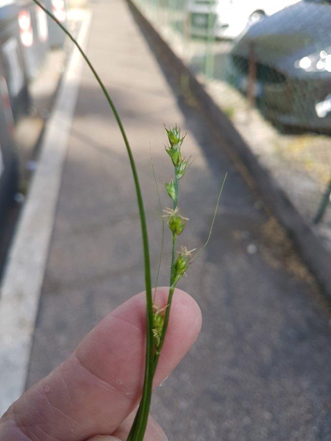 Carex divulsa 20240412_090215.jpg