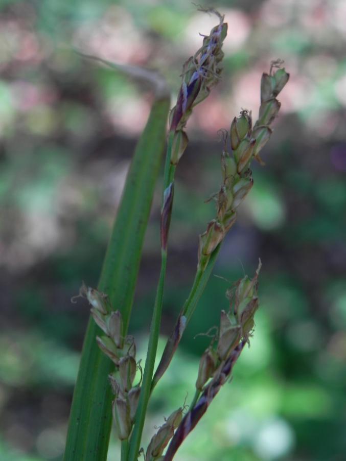 Carex sp. - Valle Scappuccia - sent. 107AG 7-4-2024 (63).JPG