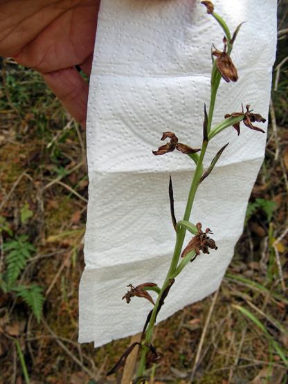 Ophrys pantalarensis (9).JPG