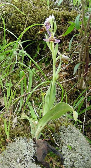 Ophrys pantalarensis (12).jpg