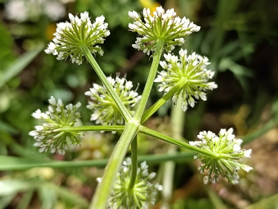 Oenanthe fistulosa L. Apiaceae Finocchio acquatico tubuloso (9).jpg