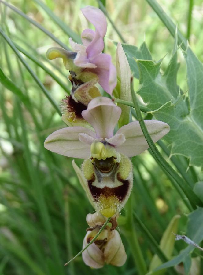 Ophrys tenthredinifera Willd. 5.JPG