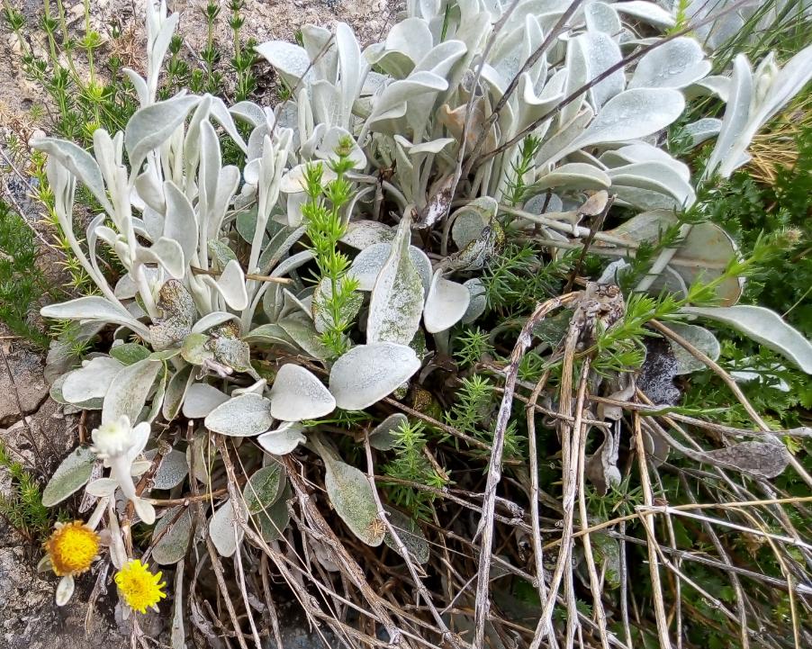 Pentanema verbascifolium .jpg