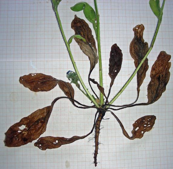 Echium sp. 1 (12).jpg