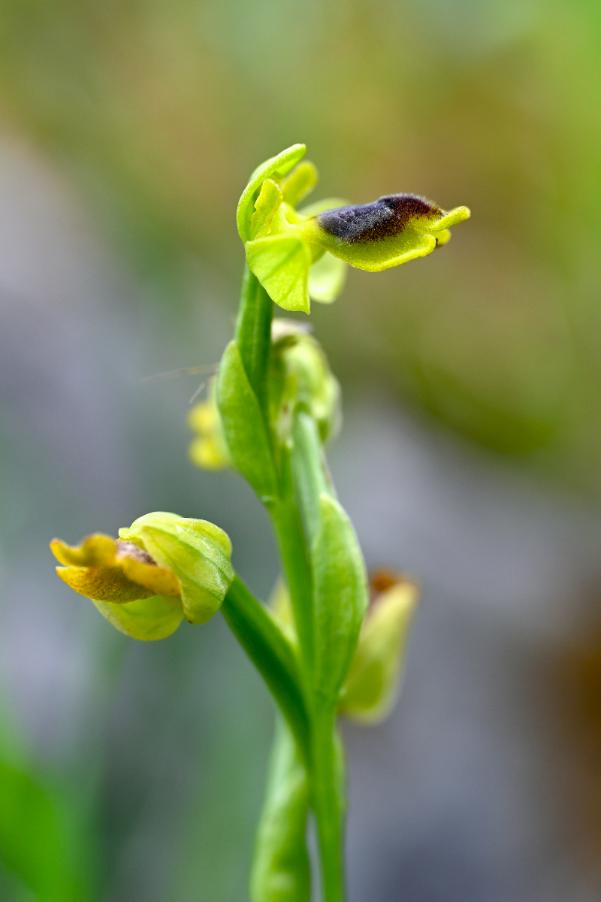 _DSC0829 Ophrys sicula.jpg