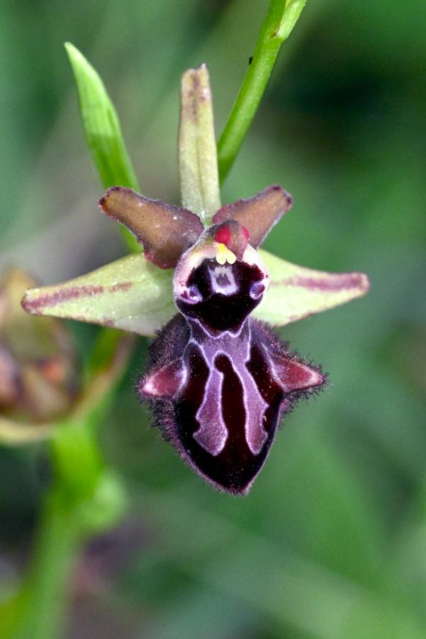 _DSC0835 Ophrys Incubacea2.jpg