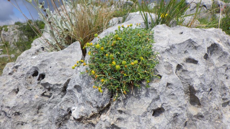 Euphorbia spinosa L..JPG