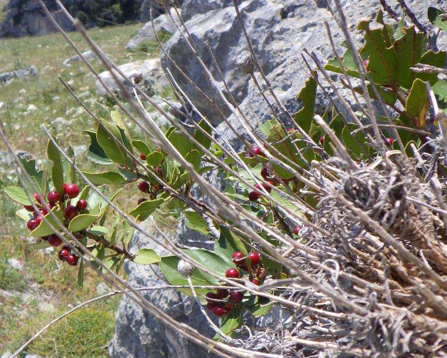 Rhamnus alaternus L. subsp. alaternus .JPG