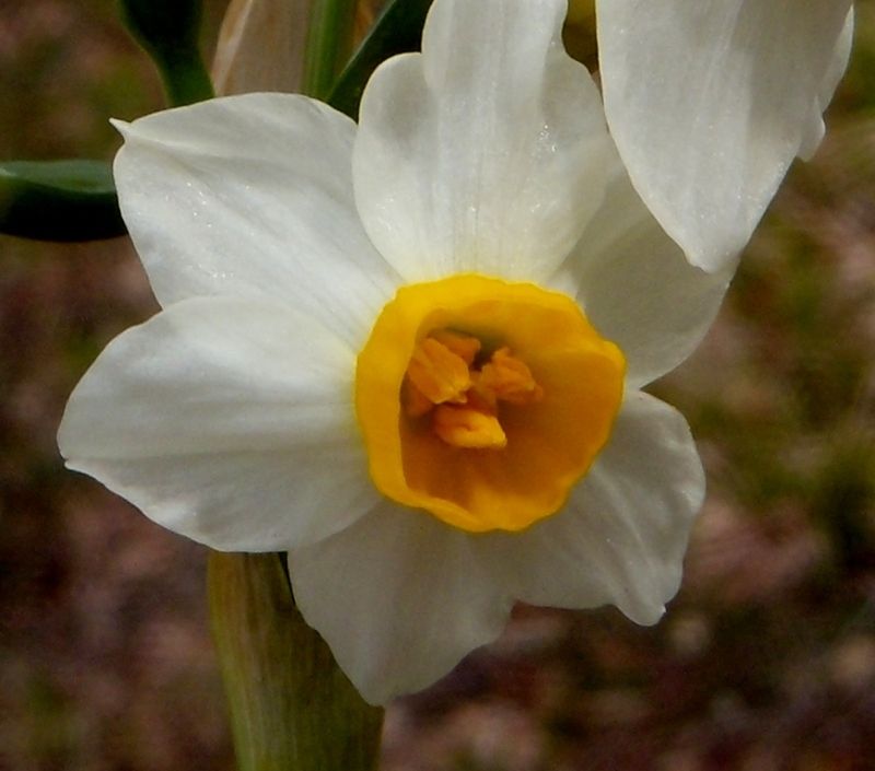 Narcissus tazetta L. subsp. tazetta 1 (1).jpg
