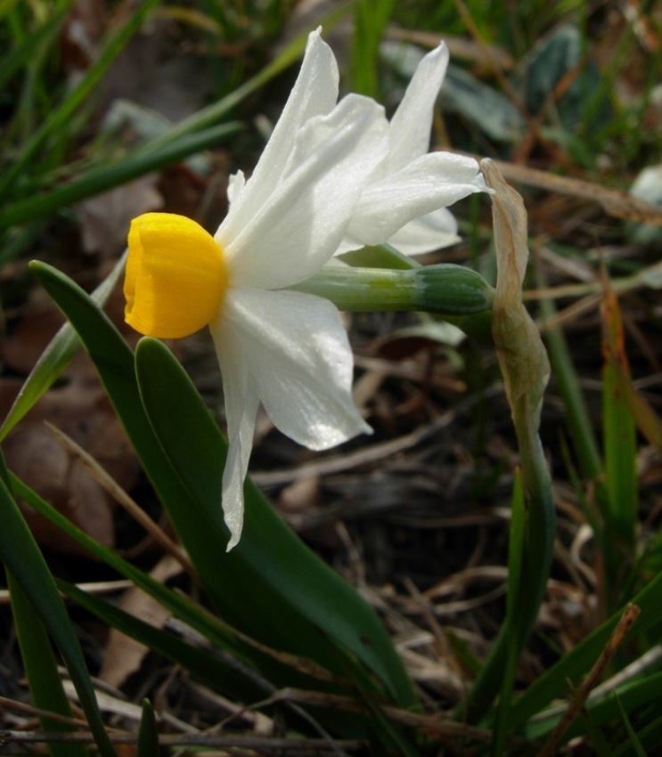 Narcissus tazetta subsp. tazetta 1 (8).jpg